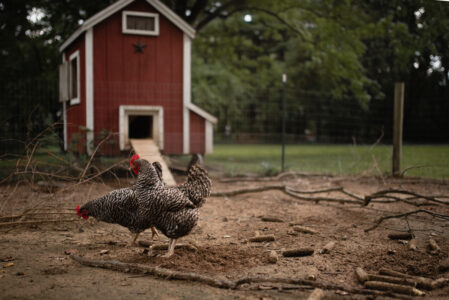 Cleaning the Coop Image